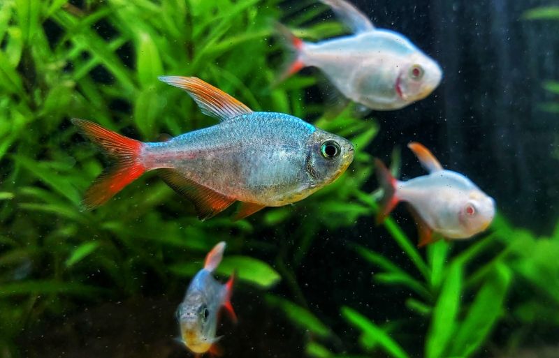 der-rotblaue-kolumbianer-im-aquarium-hyphessobrycon-columbianus